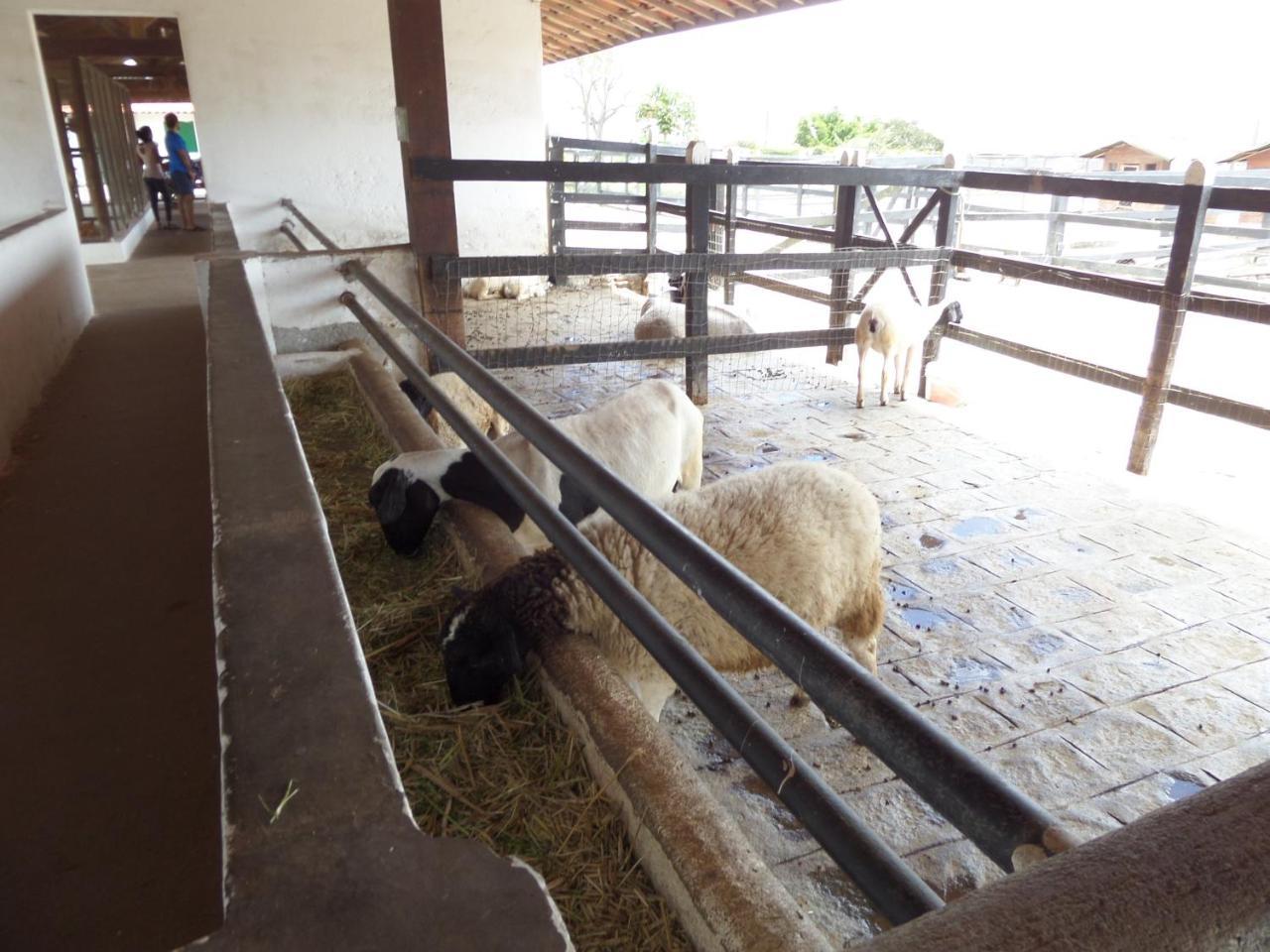 Flat Fazenda Monte Castelo-Ao Lado Da Piscina Lejlighed Gravatá Eksteriør billede